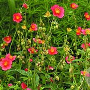 Helianthemum 'Ben Hope' GM P9 BIO