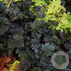 Heuchera 'Binoche' GM P9 BIO