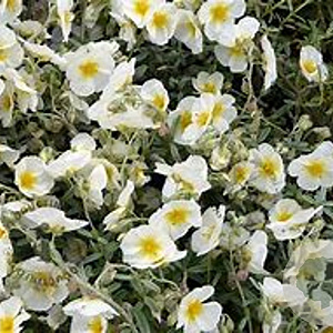 Helianthemum 'The Bride' GM P9 BIO