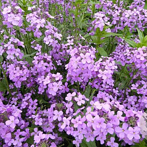 Hesperis matronalis GM P9 BIO