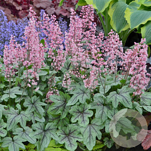 Heucherella 'Pink Fizz' GM P9 BIO
