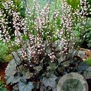 Heucherella 'Quicksilver' GM P9 BIO