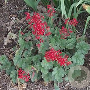 Heuchera sang. 'Ruby Bells' GM P9 BIO