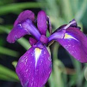 Iris ensata GM P9 BIO