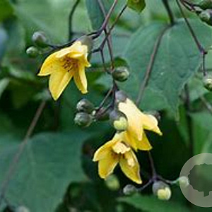 Kirengeshoma palmata GM P9 BIO