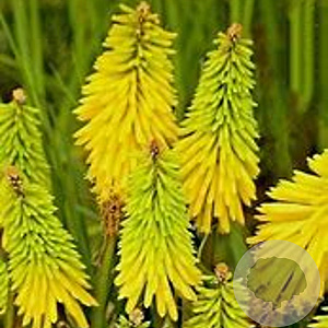 Kniphofia citrina GM P9 BIO
