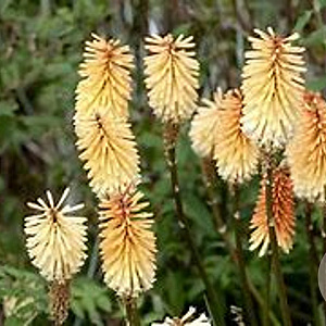 Kniphofia 'Tawny King' GM P9 BIO