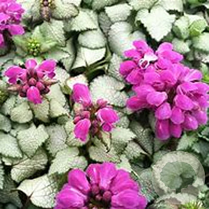 Lamium mac. 'Beacon Silver' GM P9 BIO