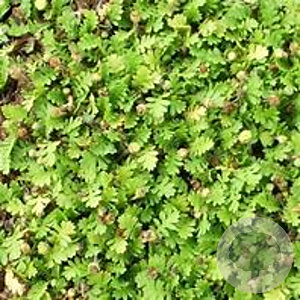 Leptinella dioica 'Minima' GM P9 BIO