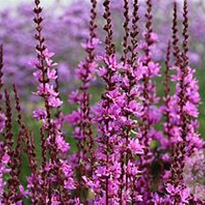 Lythrum 'Dropmore Purple' GM P9 BIO