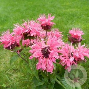 Monarda didyma 'Cranberry Lace' GM P9 BIO