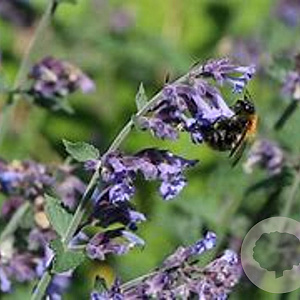 Nepeta 'Dropmore' GM P9 BIO