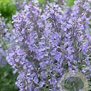 Nepeta Junior Walker GM P9 BIO