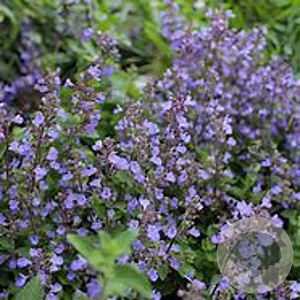 Nepeta 'Purssian Blue' GM P9 BIO