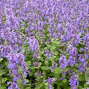 Nepeta racemosa 'Grog' GM P9 BIO