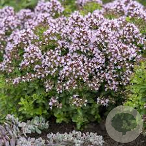 Origanum vulg. 'Compactum' GM P9 BIO