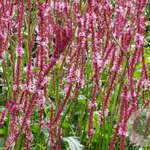 Persicaria a. 'Fascination' GM P9 BIO