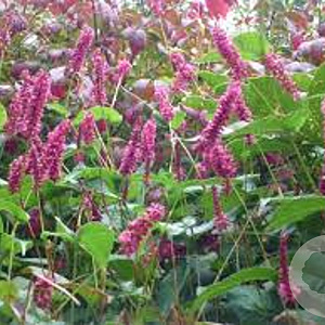 Persicaria a. 'Inverleith' GM P9 BIO