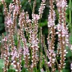 Persicaria a. 'Pink Mist' GM P9 BIO