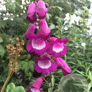 Penstemon 'Purple Passion' GM P9 BIO