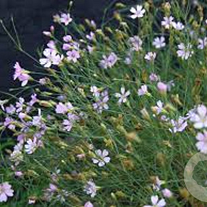 Petrorhagia saxifraga GM P9 BIO