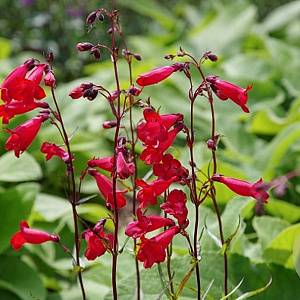 Penstemon 'Schoenholzeri' GM P9 BIO