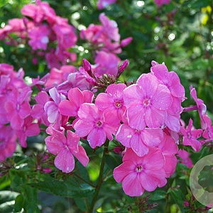 Phlox (P) 'Rijnstroom' GM P9 BIO