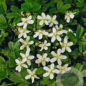Potentilla tridentata 'Nuuk' GM P9 BIO