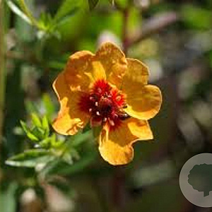 Potentilla tonguei GM P9 BIO