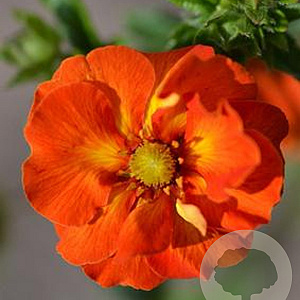 Potentilla 'William Rollisson' GM P9 BIO