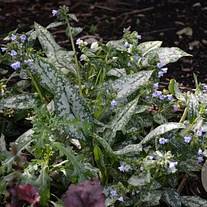 Pulmonaria Opal GM P9 BIO