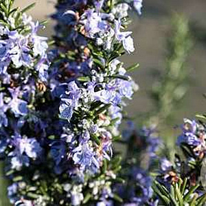 Rosmarinus off. 'Prostratus' GM P9 BIO