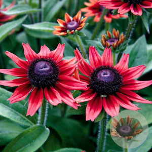 Rudbeckia hirta 'Cherry Brandy' GM P9 BIO