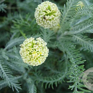 Santolina cham. 'Edward Bowles' GM P9 BIO