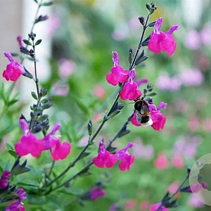 Salvia microphylla GM P9 BIO