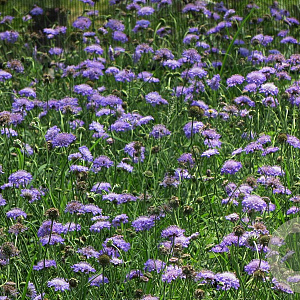 Scabiosa columbaria GM P9 BIO