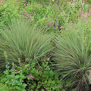 Schizachyrium sc. 'Ha Ha Tonka' GM P9 BIO