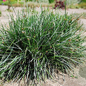 Sesleria caerulea GM P9 BIO