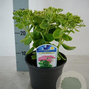 Sedum spectabile 'Brillant' GM P9 BIO