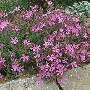 Silene schafta GM P9 BIO