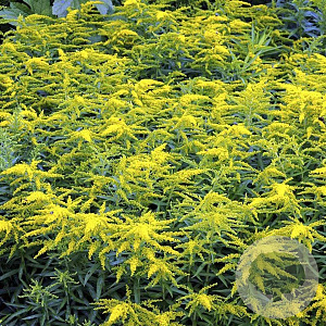 Solidago 'Laurin' GM P9 BIO