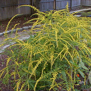 Solidago rugosa 'Fireworks' GM P9 BIO