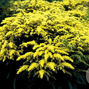 Solidago 'Strahlenkrone' GM P9 BIO