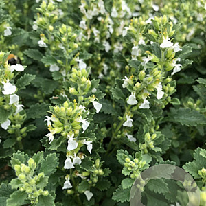 Teucrium cham. 'Album' GM P9 BIO
