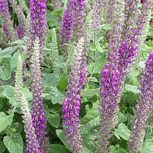 Teucrium hyrc. 'Paradise Delight' GM P9 BIO