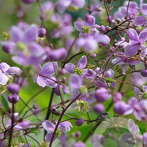 Thalictrum delavayi GM P9 BIO