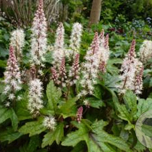 Tiarella 'Pink Skyrocket' GM P9 BIO