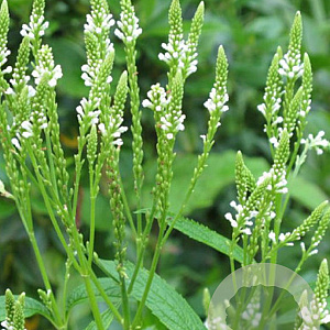 Verbena hastata 'Alba' GM P9 BIO