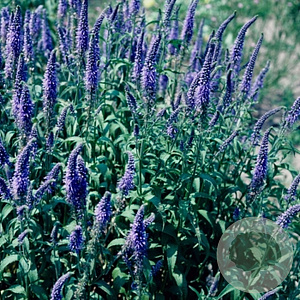 Veronica longif. 'Blue John' GM P9 BIO