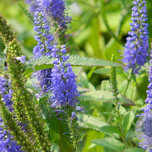 Veronica longif. 'Blauriesin' GM P9 BIO